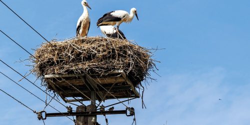 Est-reseaux-gestion-nid-cigogne