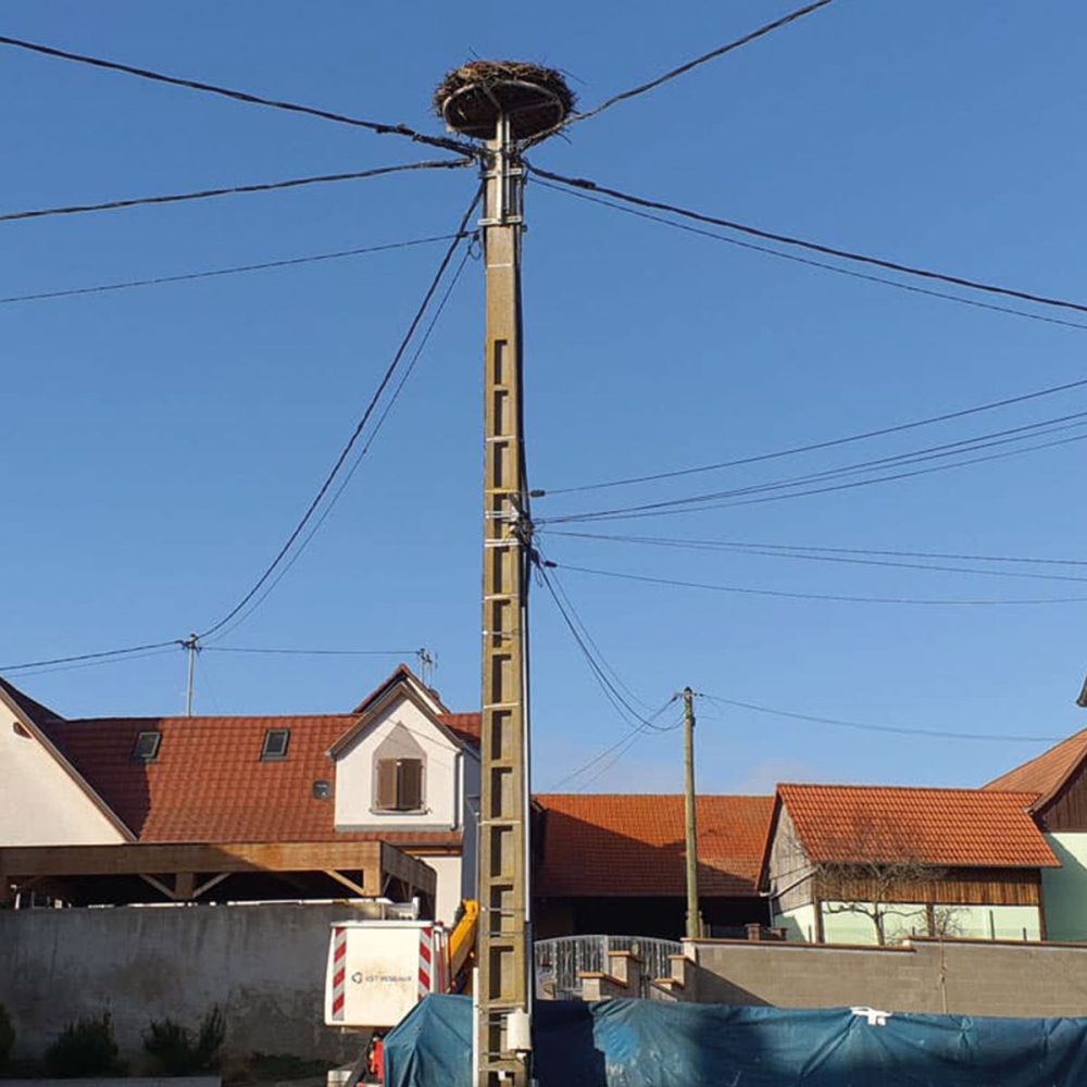 Est-reseaux-gestion-nid-cigogne-4