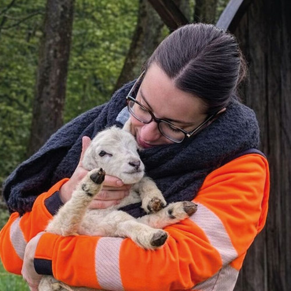 est-reseaux-est-signal-moutons-4